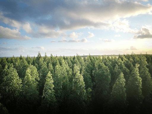 Miten FSC-sertifiointi vastaa metsäkatoasetuksen vaatimuksia