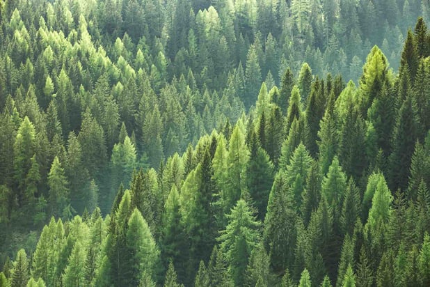 Deforestation regulation EUDR is demanding for the wood industry