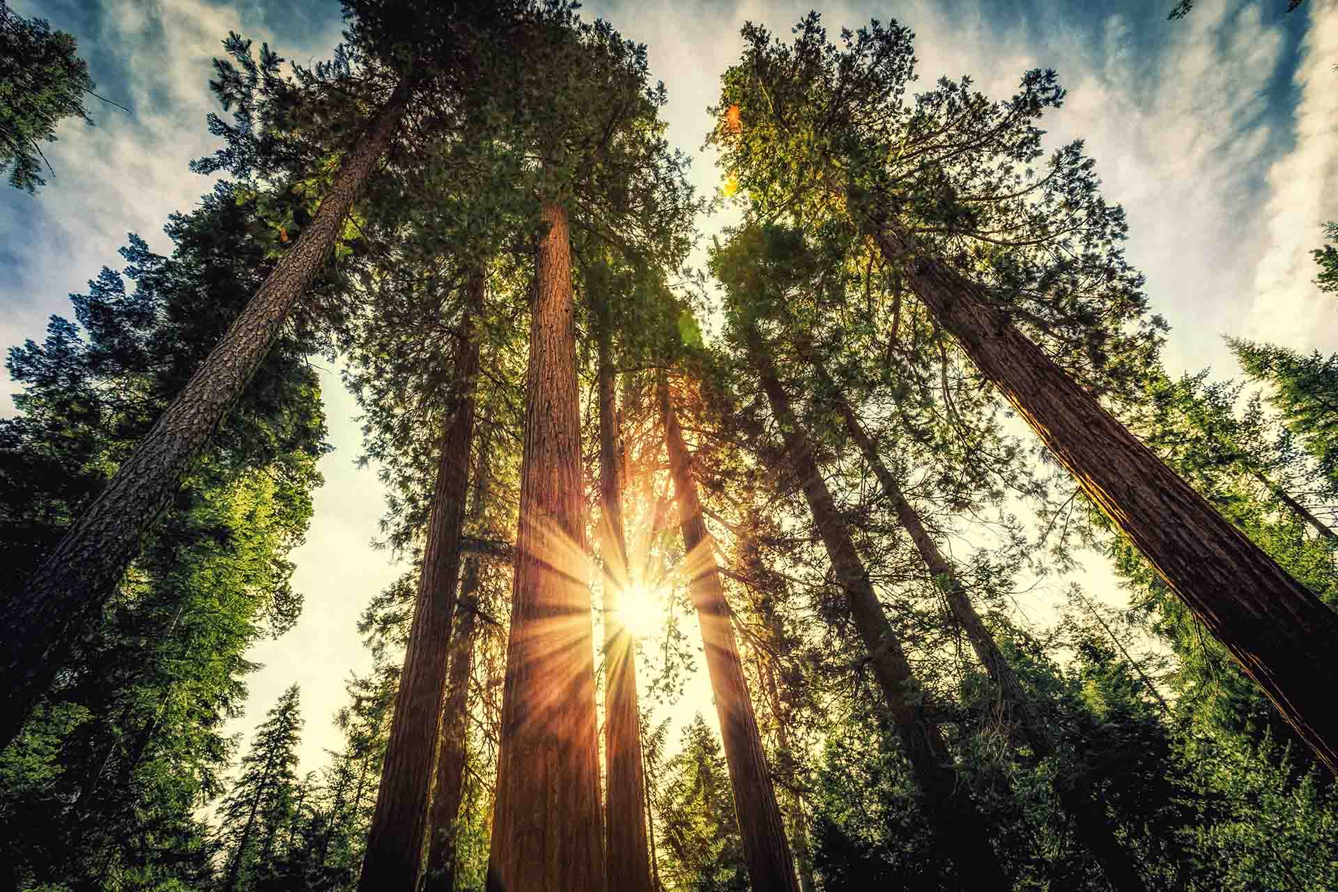 Light shining through tall trees